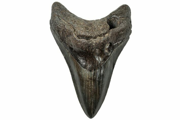 Fossil Megalodon Tooth - South Carolina #310076
